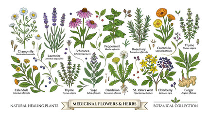 Collection of Medicinal Herbs and Flowers, Botanical Illustration © Austri