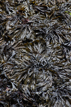 Plan view of seaweed at Mevagissey Harbour Cornwall