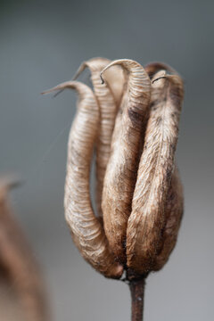 Macro image of a seedhead of a flowering plant