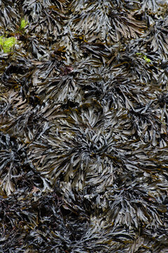 Plan view of seaweed at Mevagissey Harbour Cornwall