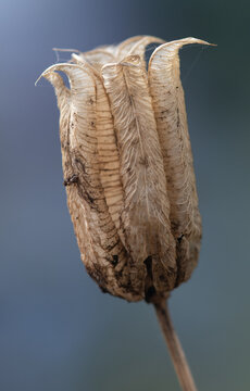Macro image of a seedhead of a flowering plant