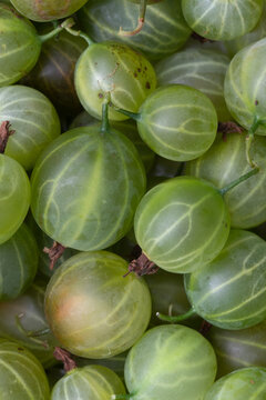 Macro image of freshly picked gooseberries from a garden