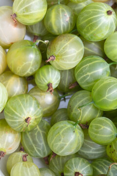 Macro image of freshly picked gooseberries from a garden