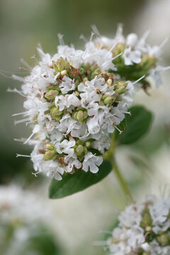 Macro image of a flowering marjoram plant in a garden