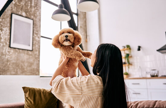 Woman holding brown poodle at home.