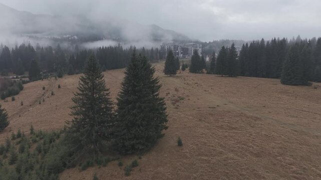 Dense Fog Rolling Through Misty Pine Forest