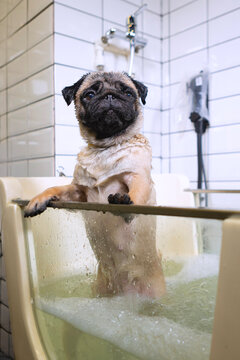 Dog grooming. Pug taking an ozone bath. Ozone therapy for dogs. Washing pug in bathtub. Grooming pug at beauty salon. Beige pug