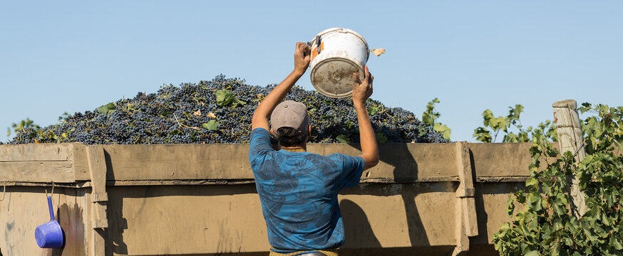 Workers pour blue grapes onto a trailer in a vineyard. Autumn harvesting.