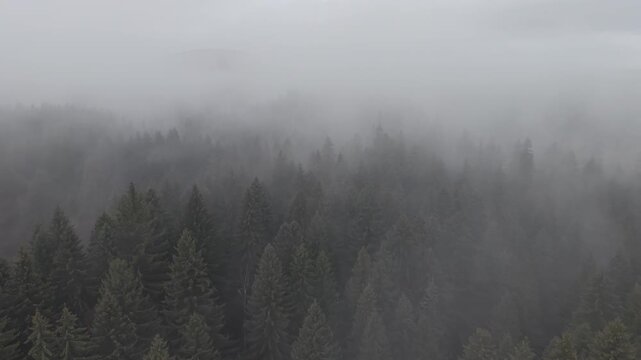 Dense Fog Rolling Through Misty Pine Forest