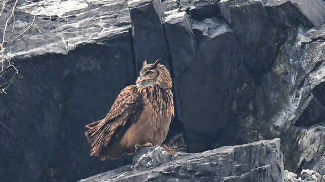 Majestic brown eagle-owl resting on a rugged dark rocky cliff ledge in its natural mountainous wilderness habitat.
