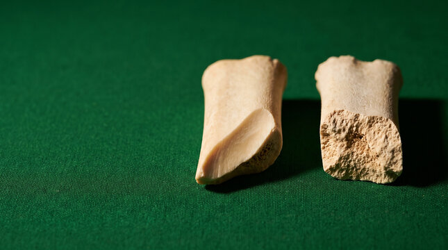 Perimortem postmortem bone fracture edge angle forensic macro green.