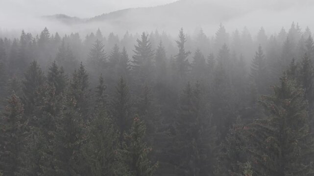 Dense Fog Rolling Through Misty Pine Forest