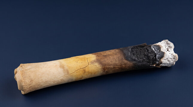 Bone thermal trauma calcination color gradient macro navy forensic.  