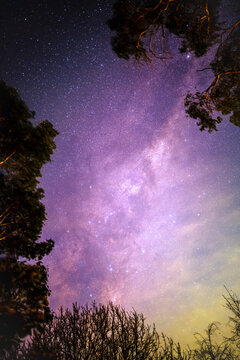 A window to the Cosmos: starry sky framed by winter trees, Mount Macedon, Victoria, Australia