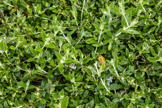 Top view of green teucrium fruticans shrub leaf texture covered with water drop on a rainy spring day. Beautiful tree germander foliage background with blue flower, April, Istanbul, Turkey.