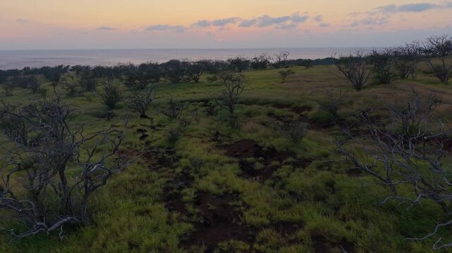 Aerial view of Kapaa Beach Park with kiawe trees and grassy fields overlooking the ocean during golden hour in Hawi, Hawaii, United States.