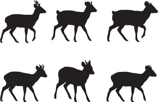 Southern pudu deer on white background.
