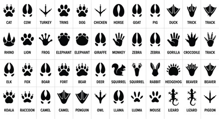 Animal Track and Paw Print Identification Guide Vector Set © Nasir