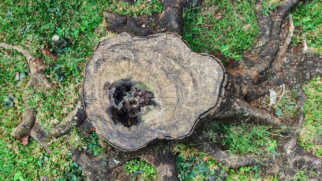 Aerial top view of an old tree stump with visible annual growth rings and exposed roots surrounded by green grass and natural vegetation