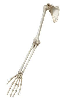 Detailed Human Arm Skeleton Anatomy with Shoulder Blade Isolated on Transparent Background