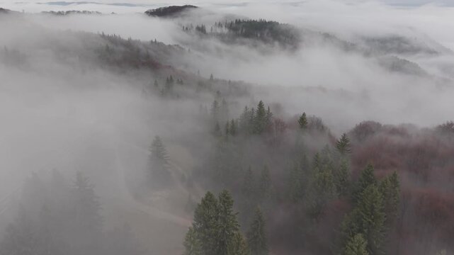 Dense Fog Rolling Through Misty Pine Forest
