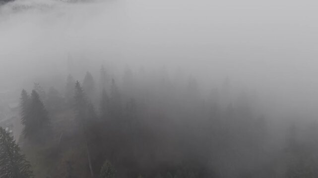 Dense Fog Rolling Through Misty Pine Forest