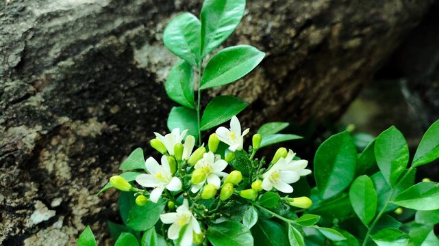 Close-up of blooming white orange jasmine flowers (Murraya paniculata) with fresh green leaves against a rustic tree bark background.