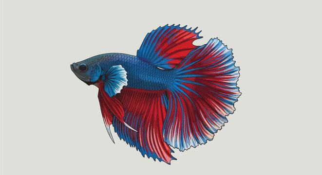 Vector illustration of a male Siamese fighting fish Betta splendens with a blue body and large red and blue fins featuring white edges isolated on a neutral light gray background.