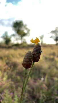 A flower blooms in a sunny field