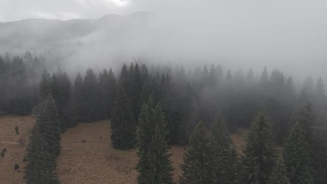 Dense Fog Rolling Through Misty Pine Forest