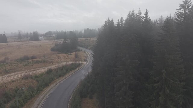 Dense Fog Rolling Through Misty Pine Forest