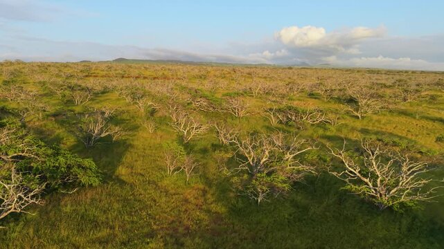 Aerial view of kiawe trees in a grassy landscape at Kapaa Beach Park in Hawi, Hawaii, United States.