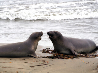 Fototapeta premium San Simeon, California, 11/10/2018 Description: Elephant seals interacting on the beach at San Simeon, California