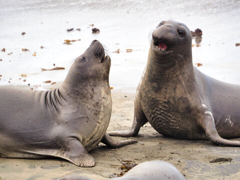 San Simeon, California, 11/10/2018 Description: Elephant seals interacting on the beach at San Simeon, California