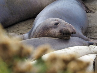 Fototapeta premium San Simeon, California, 11/10/2018 Description: Close-up of a northern elephant seal resting on the beach, San Simeon, California