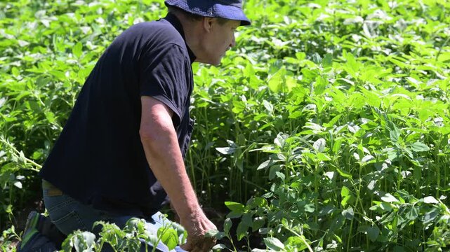 Contadino strappa erbacce dal campo di patate