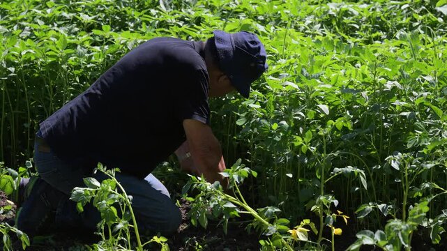 Contadino strappa erbacce dal campo di patate