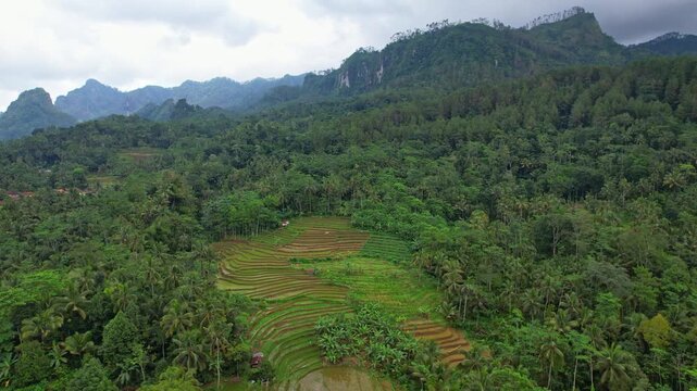 Aerial drone footage of Besuki village rice field in the middle of a valley, in Wadaslintang area, Wonosobo regency, Java island area, Indonesia, with forest and moutains around