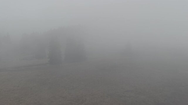 Misty Fog Rolling Over Dense Pine Forest at Dawn