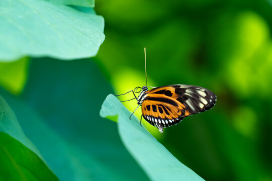 Tiger heliconian butterfly with folded wings resting on a green leaf