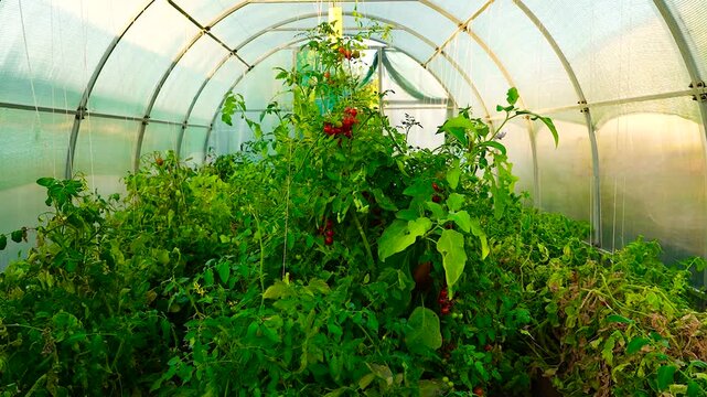 Cherry tomatoes ripening on the vine.