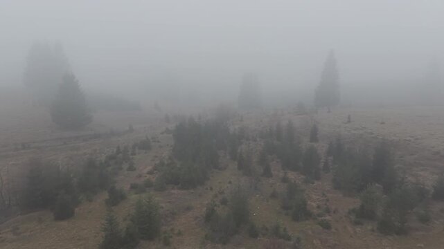 Misty Fog Rolling Over Dense Pine Forest at Dawn