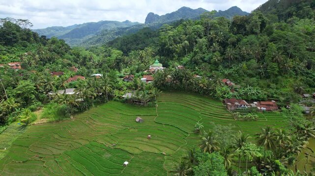 Aerial drone footage of a local village in the middle of a rice field valley, in Bruno area, Purworejo regency, Java island area, Indonesia, with forest around, and Putri hills behind with waterfalls