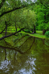 Fototapeta premium Forest pond with tree reflections after rain