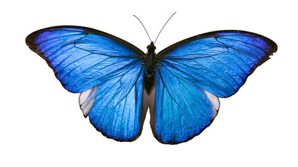 Blue Morpho Butterfly with iridescent wings © Isabel