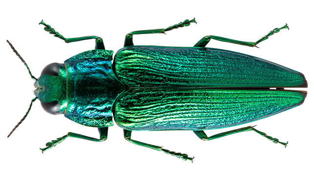 Metallic green jewel beetle insect macro detail