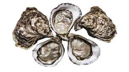 Freshly opened oysters with glistening meat and rough shells © Isabel