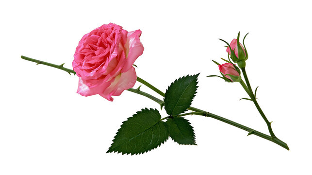 Pink rose flower with two buds and green leaves on stem