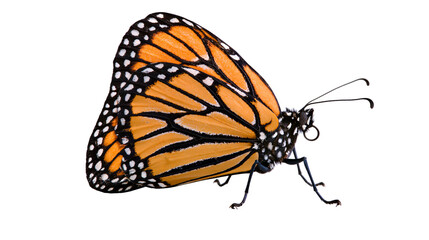 Monarch butterfly with orange black, and white wings © Isabel