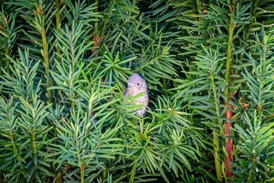 A young fledgling Goldfinch chick peers from its nest in an evergreen Yew tree in the Dordogne region of France